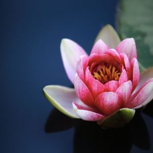 Yoga inconcebible Extraordinario de Vajrayoguini