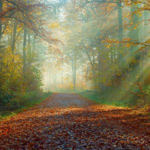 LA BELLEZA DEL SILENCIO